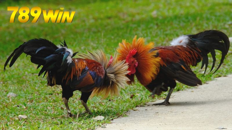 Cá cược đá gà 789win - Tỷ lệ cao, thắng lớn mỗi ngày 1 ca-cuoc-da-ga-789win