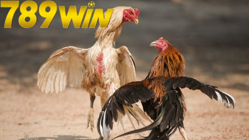 da-ga-truc-tiep-789win